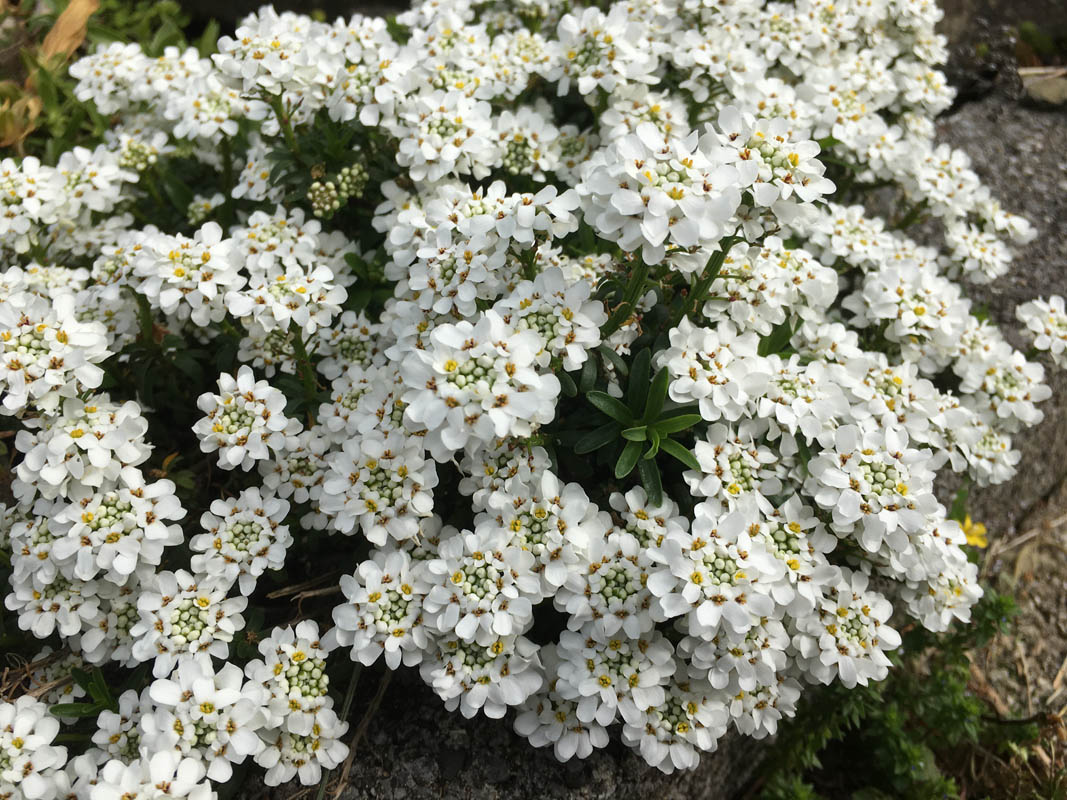 Iberis sempervirens